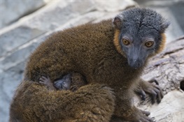 WCS’s Bronx Zoo Debuts Offspring of Two Lemur Species